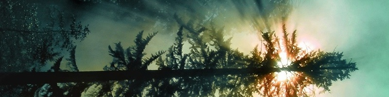 sideways redwood tree with sunrise shining through
